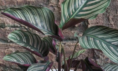 Plantas de interior exigentes apresentam folhas sensíveis e raízes delicadas