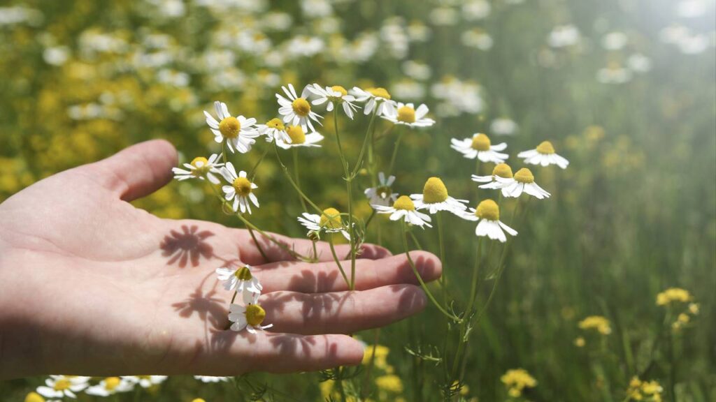 Um hábito simples com plantas trouxe mais calma do que eu esperava