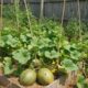 Quem planta melão caipira em casa aprende que o cuidado muda o sabor