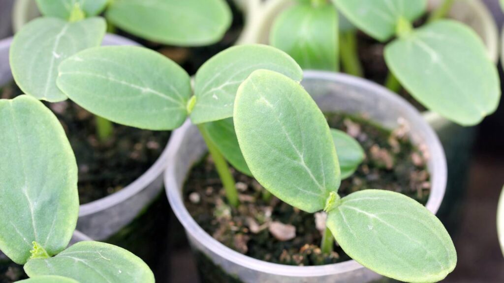 O melão compacto é uma boa escolha para quem cultiva em quintal pequeno