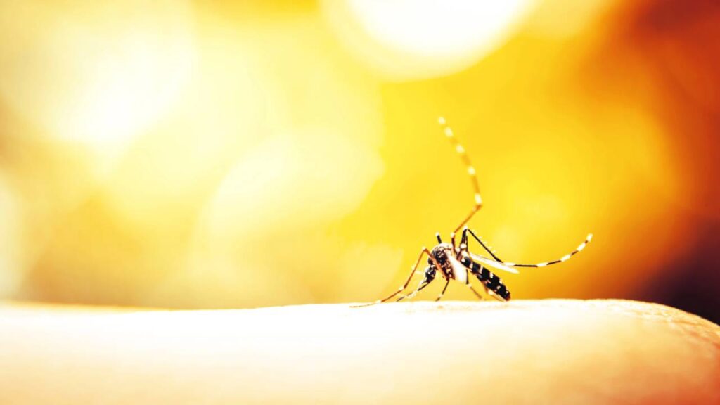 Por que insetos aparecem mais dentro de casa em dias abafados