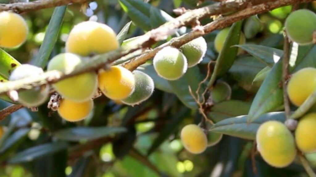 Pouca gente conhece essa fruta, mas ela vai bem no cultivo doméstico