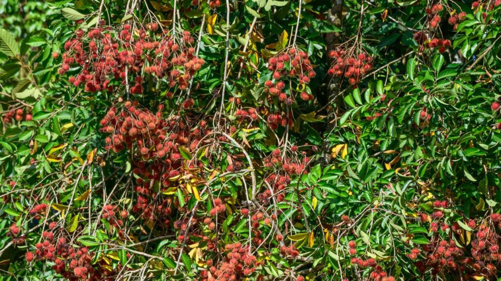 O rambutan que cresce bem em regiões quentes e chama atenção no cultivo doméstico