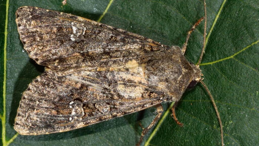 Esse inseto aparece no começo da noite e some rapidinho