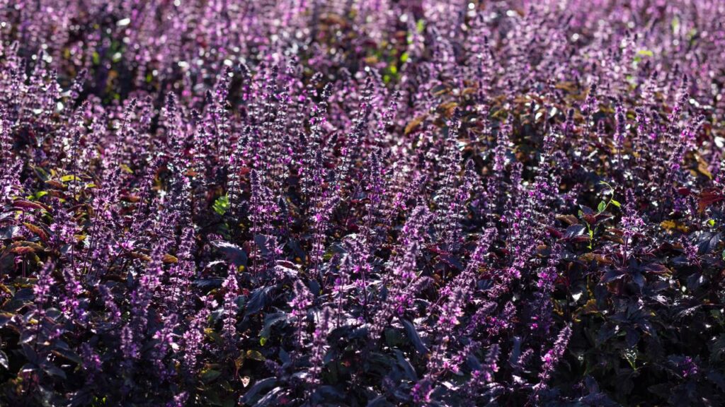 Por que algumas plantas vivem cheias de insetos enquanto outras ficam quase vazias