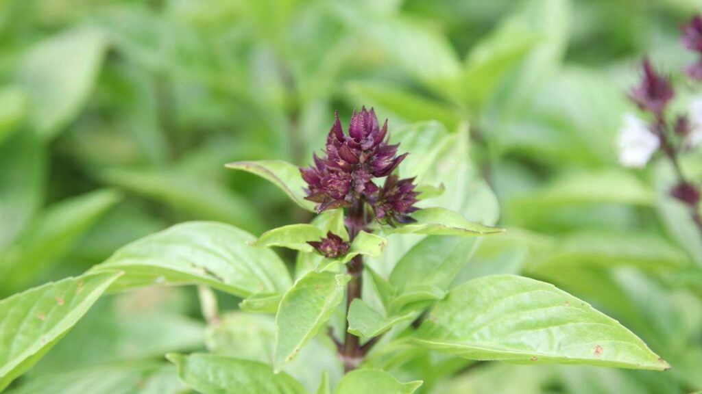 Plantar manjericão italiano começou como passatempo e acabou mudando minha vida