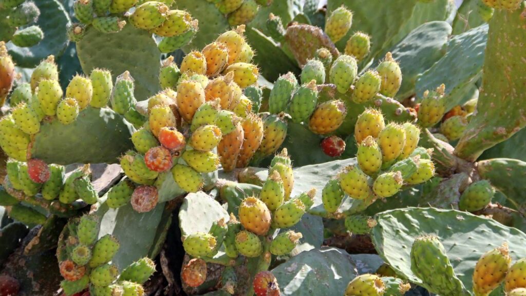 Essa frutífera rústica cresce com pouco cuidado e rende bons frutos