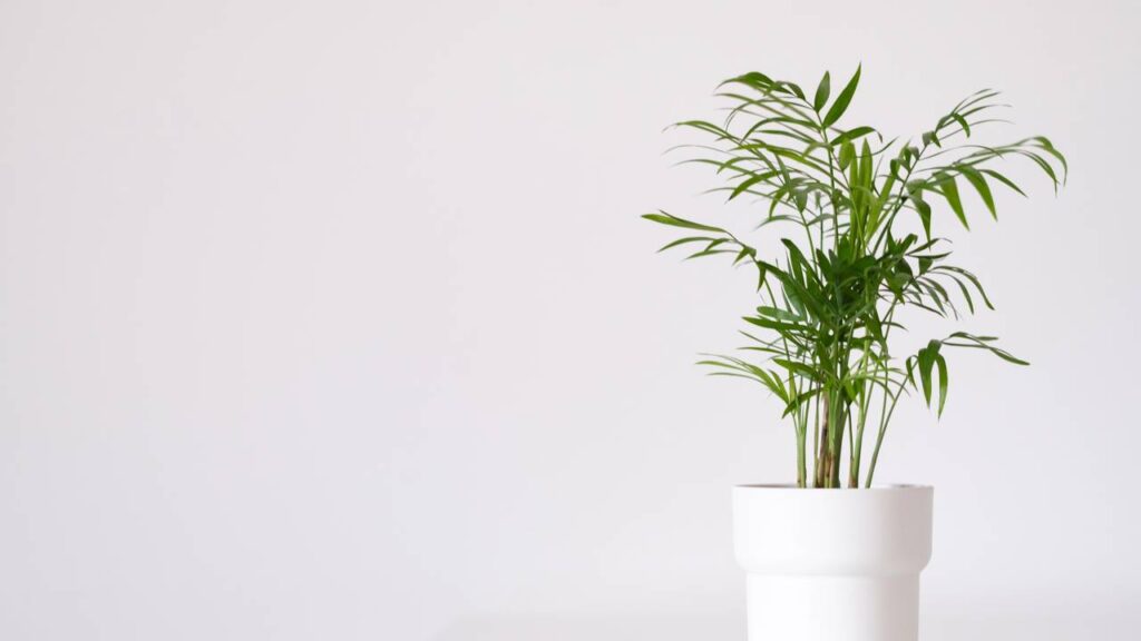 A palmeira-areca-bambu associada à prosperidade suave e ao equilíbrio do ambiente