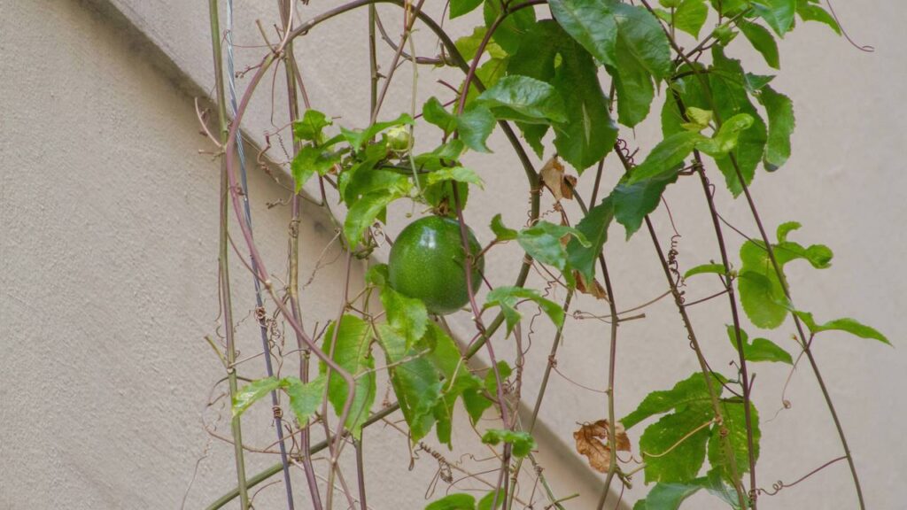 Plante maracujá do jeito certo e veja a planta crescer forte e cheia de frutos