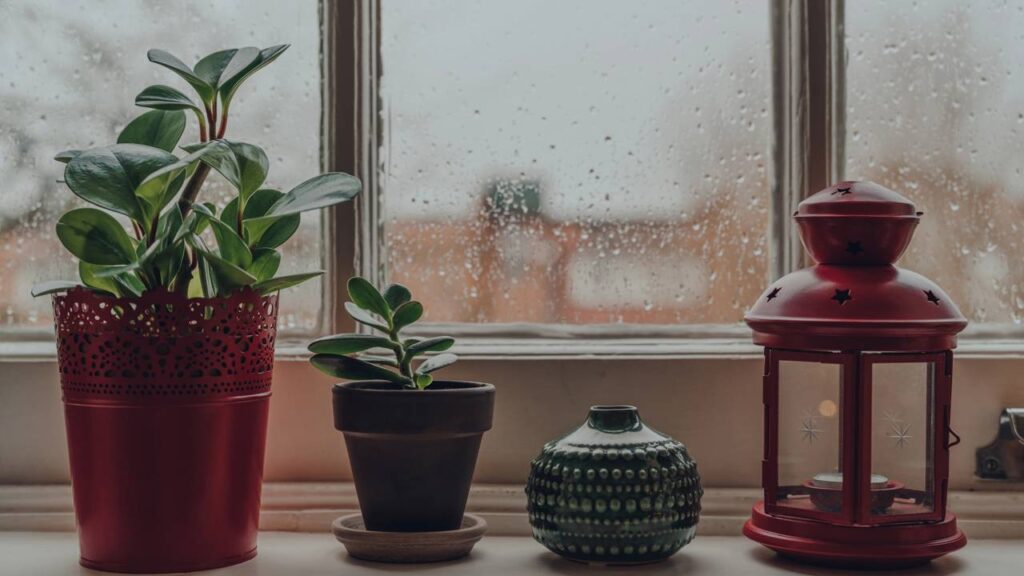 Achei que era só uma planta, mas hoje minha peperômia virou companhia diária