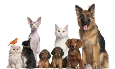 Quanto custa manter um pet por ano e quais gastos você precisa colocar na conta