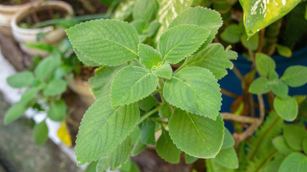 Plantar boldo do jeito certo ajuda a manter folhas sempre aromáticas