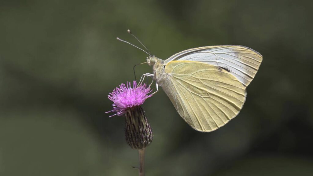 Por que borboletas evitam voar em dias muito quentes mesmo com céu aberto