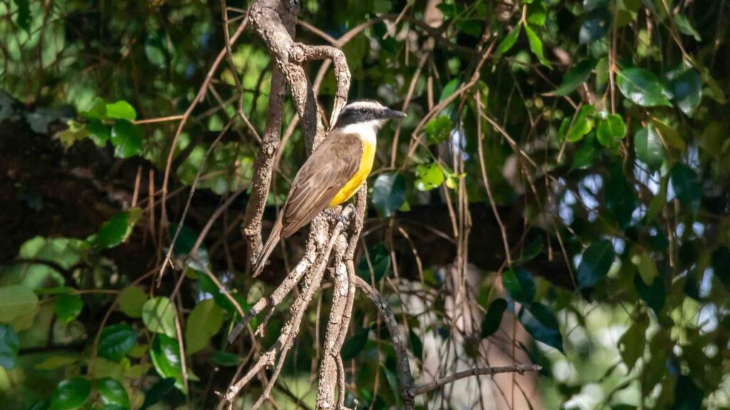 O pássaro que canta mais alto nas manhãs frias e chama atenção logo cedo