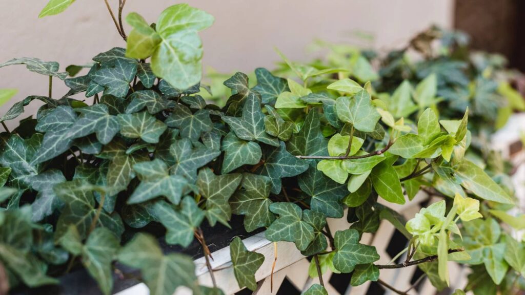 A hera inglesa associada à fidelidade e aos vínculos duradouros