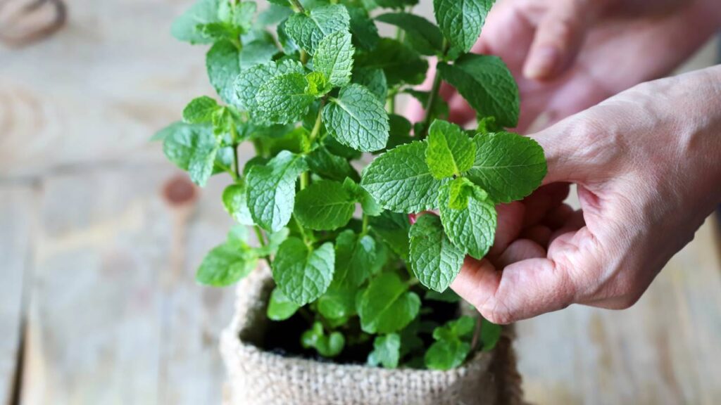 Plantei hortelã para chá e ela tomou conta da cozinha