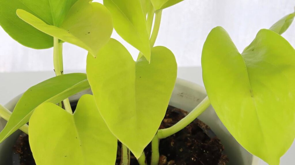 A jiboia-neon que simboliza prosperidade contínua e traz energia positiva ao ambiente