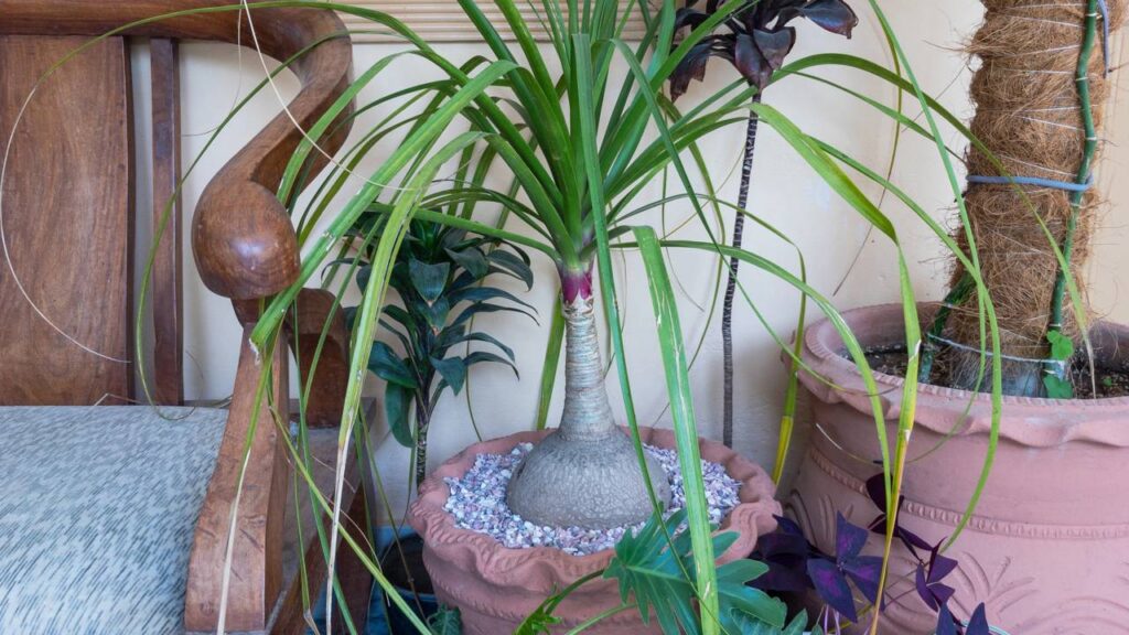 A planta pata de elefante que simboliza estabilidade financeira e segurança