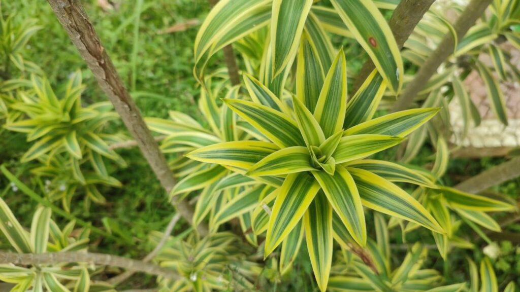 A planta-pleomele que simboliza organização e traz mais clareza mental ao ambiente