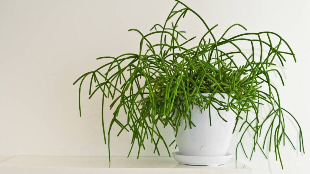 Essa planta costuma ser escolhida para gestos cheios de significado