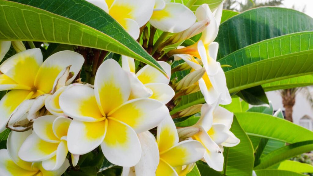 O jasmim-manga que transmite carinho, guarda boas memórias e encanta pelo perfume