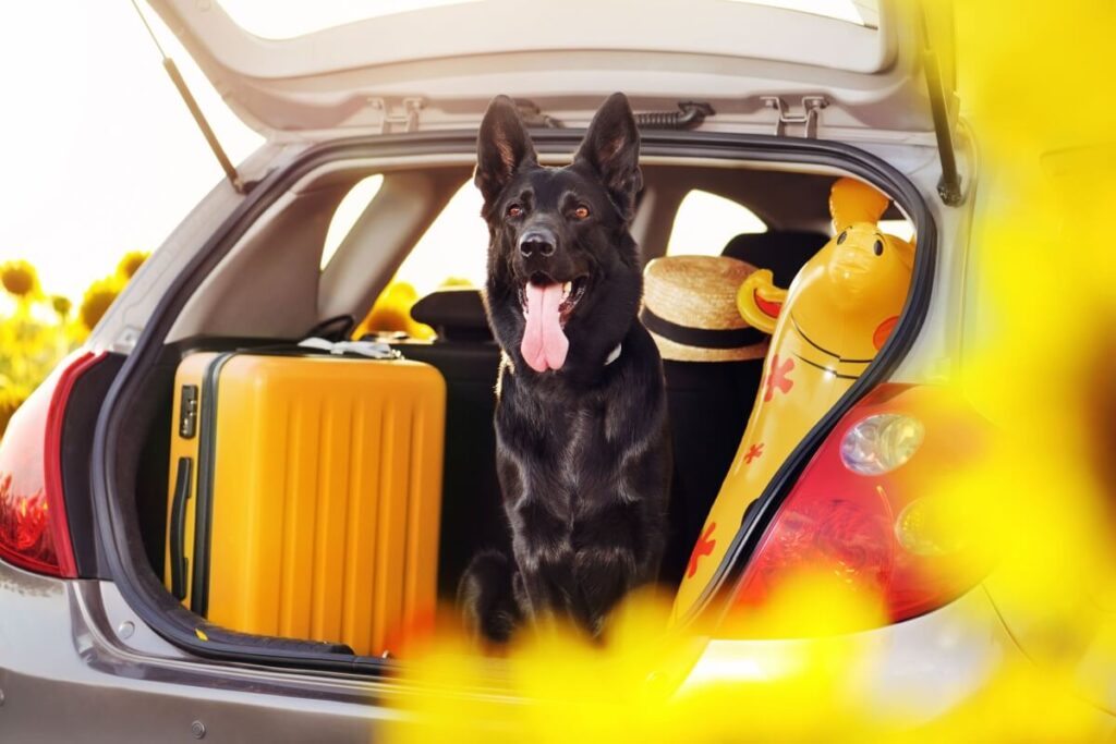 Confira dicas práticas que ajudam a viajar de carro com mais segurança e reduzir riscos na estrada