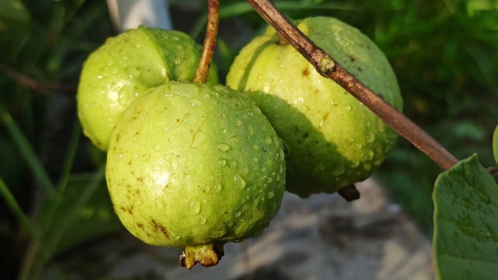 Meu pé de goiaba cresceu devagar e acabou me ensinando sobre paciência