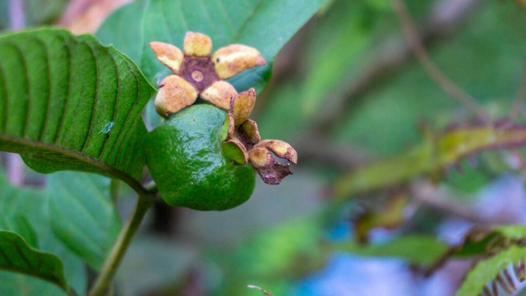 A planta de araçá que cresce rápido, dá frutos saborosos e se adapta até em solo fraco