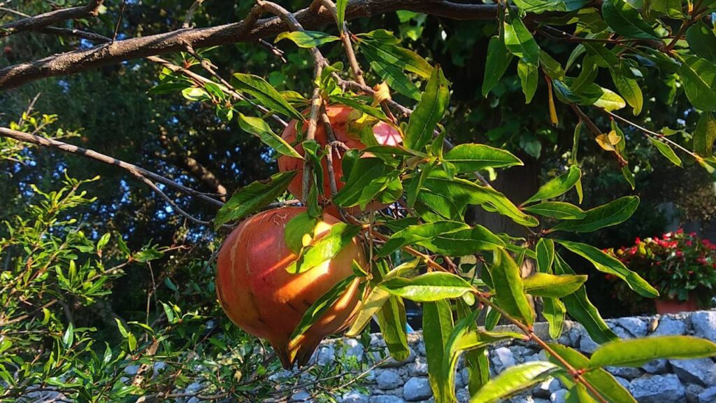 Quem cultiva romã em casa aprende rápido o que faz a planta frutificar