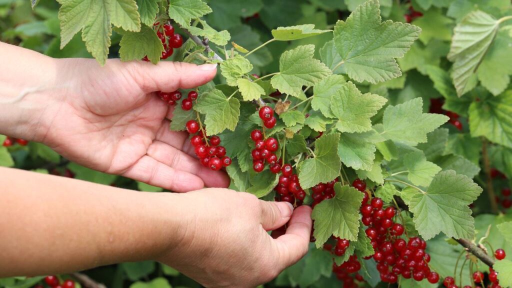 Essa groselha se desenvolve melhor longe do calor intenso