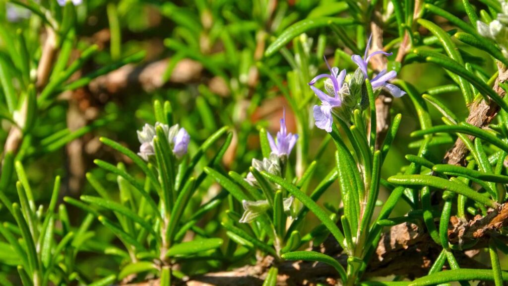 Um comentário simples mudou meu jeito de cuidar dessa planta