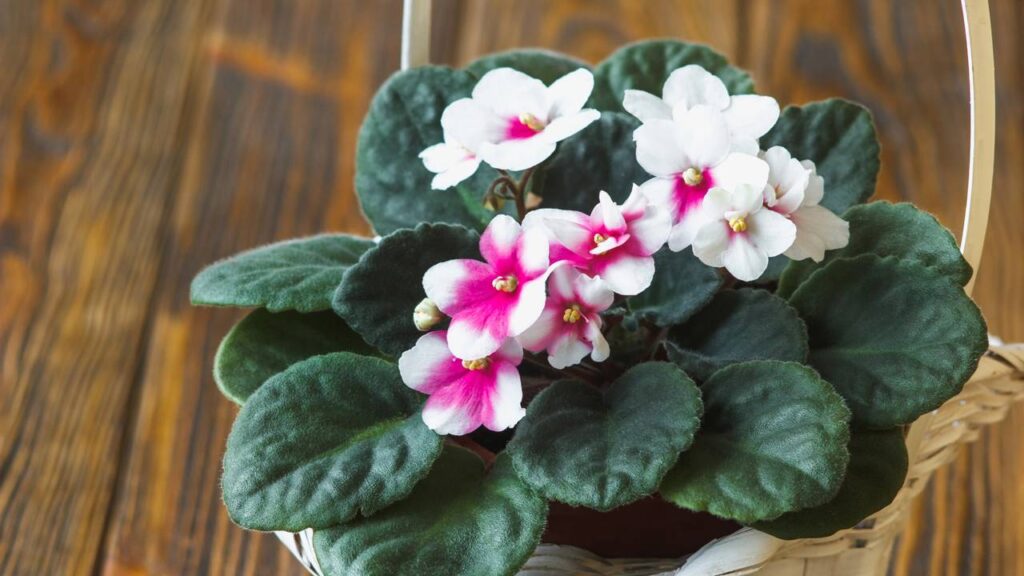 A violeta-africana desperta memórias afetivas e traz nostalgia para a casa