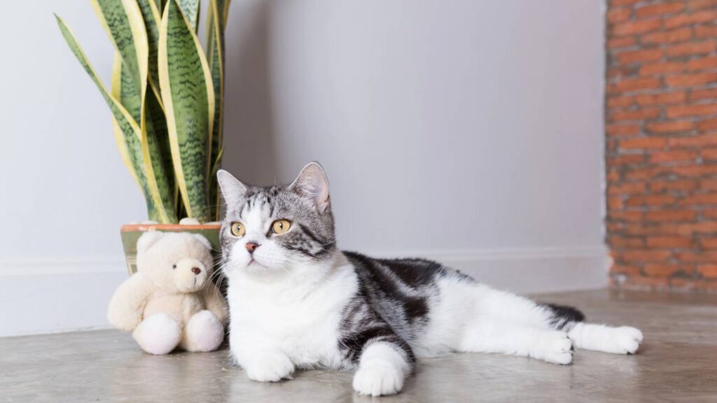 Essa espada-de-santa-bárbara nasceu sozinha e virou meu símbolo de sorte