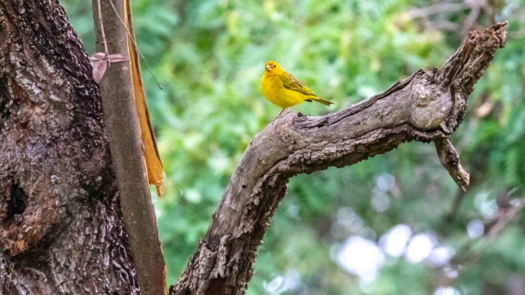 Algo no ambiente faz esse pássaro cantar de outro jeito