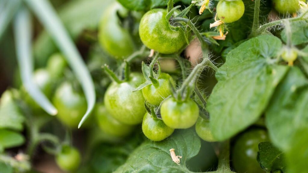 Plante tomate-cereja e veja a colheita chegar antes do esperado