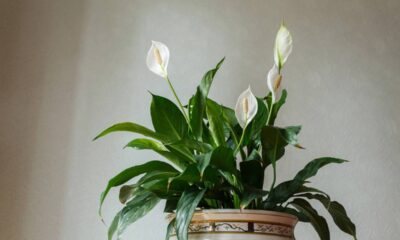 Lírio da paz: como cuidar corretamente para a planta crescer bonita e saudável