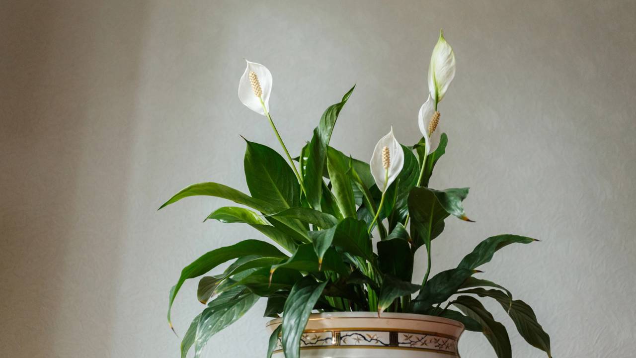 Lírio da paz: como cuidar corretamente para a planta crescer bonita e saudável