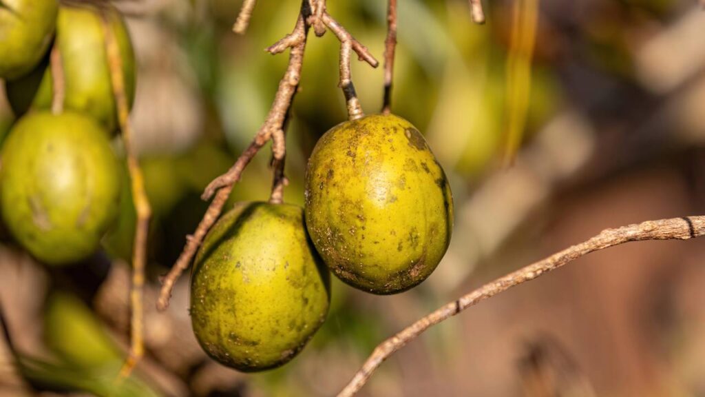 Essa fruta nativa tem gosto de manga com maracujá e é rica em vitaminas