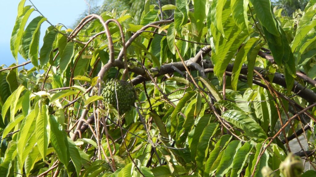A árvore de biribá que cresce bem no calor, produz frutos doces e valoriza o quintal