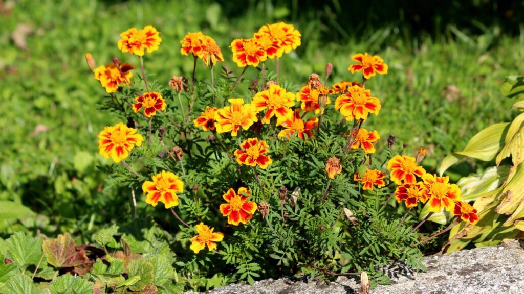 Poucas flores resistem tão bem em vasos improvisados