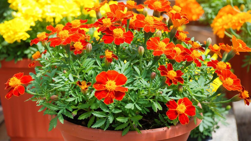 A flor tropical que afasta formigas e mantém o jardim colorido o ano inteiro