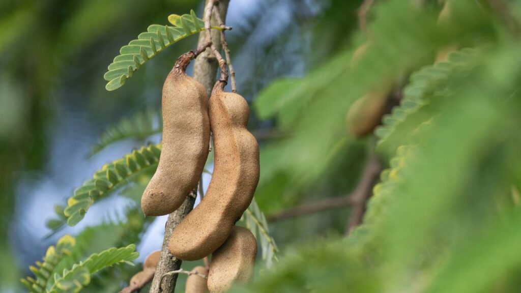 O tamarindo-anão ideal para quintais pequenos e que produz frutos com facilidade