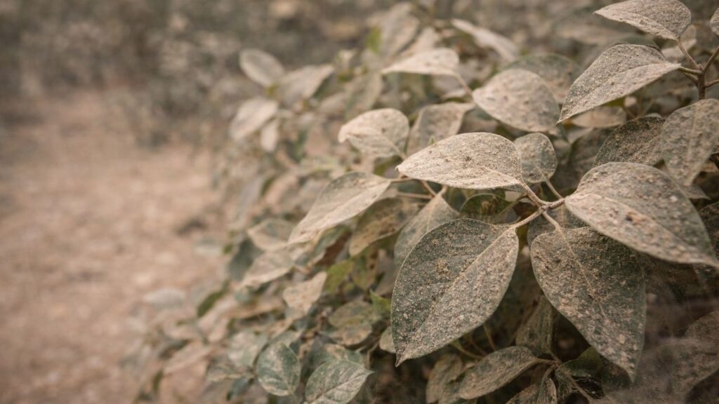 Por que folhas acumulam mais poeira em dias secos e ficam visivelmente sujas