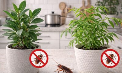 Essas duas plantas ajudam a manter baratas longe da cozinha de forma simples
