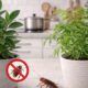Essas duas plantas ajudam a manter baratas longe da cozinha de forma simples