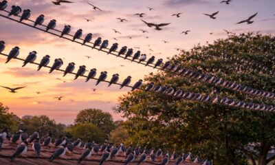 Esse comportamento faz aves se reunirem em bandos grandes ao entardecer
