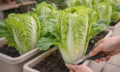 A couve chinesa que cresce rápido e permite colher bem antes do esperado