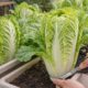 A couve chinesa que cresce rápido e permite colher bem antes do esperado