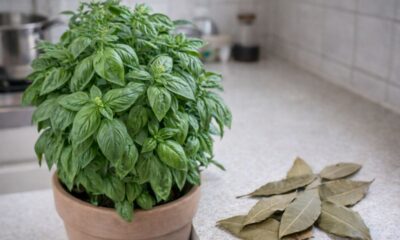 Essas plantas mantêm a cozinha livre de insetos e ainda perfumam o ambiente