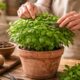 Como cuidar do manjericão e ter folhas sempre verdes e saborosas em casa